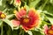 A Honeybee Apis Gathers Pollen on Cultivated Arizona Sun Flower