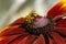 A honeybee Apis mellifera on a firewheel Gaillardia pulchella in the sunshine