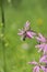 Honeybee (Apis mellifera) in the pollination of a ragged-robin flower (Silene flos-cuculi