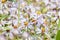 Honeybee Apis mellifera Seeking Pollen in Alpine Wildflowers