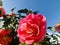 A honeybee approaching the pinky-red camellia flower.