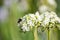 Honeybee on blossoming alluvium in a field