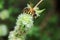 Honeybee with the body covered by in pollen, Apis mellifera, feeding and pollinating yellow wild flowers in spring