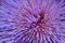 A honeybee burrowing itself into a spiky violet flower.