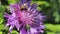 Honeybee busy in Big Beautiful Flower in Spring Field, Nature Wildlife Shot