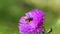 Honeybee busy in Big Beautiful Flower in Spring Field, Nature Wildlife Shot