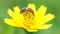 Honeybee busy on Singapore daisy flower in spring field. slow motion video