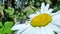 Honeybee on chamomile flower