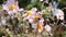 Honeybee collecting nectar on flower pollen