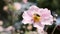 Honeybee collecting nectar on pink flower and flying away