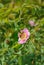 Honeybee collecting nectar and pollinating wild pink Nootka Rose, Rosa nutkana, flower bush, British Columbia, Canada.