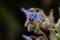 Honeybee collecting nectar from a purple borage flower