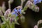 Honeybee collecting nectar from a purple borage flower