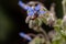 Honeybee collecting nectar from a purple borage flower
