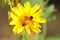 Honeybee collecting nectar on wild yellow marigold flower