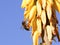 Honeybee collecting nectar on a yellow flower