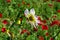 Honeybee collecting necter from plants