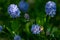 Honeybee collecting pollen from a Californian Lilac bush, ceanothus thyrsiflorus