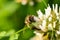 Honeybee collecting pollen from a clover blossom in the garden in summertime