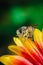 Honeybee collecting pollen on a colourful flower/Bee crawls over the stickers of a multicolored flower. Green background