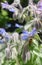 Honeybee collecting pollen from fuzzy borage flowers