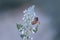 Honeybee collecting pollen at Lavender flowers in the garden