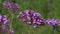 Honeybee collecting pollen on a purple verbena bonariensis flower plant