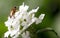 HONEYBEE COLLECTING POLLEN FROM A WHITE VERBENA FLOWER