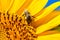 Honeybee collects nectar on the flowers of a sunflower