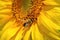 Honeybee collects nectar on the flowers of a sunflower