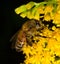 Honeybee collects pollen from yellow flower goldenrod