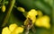 A honeybee collects pollen from a yellow rapeseed flower in spring