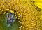 Honeybee covered in small particles of pollen while busily feeding on a bright yellow sunflower stamen