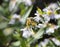 Honeybee on a Daisy Fleabane Blossom