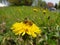 Honeybee on dandelion