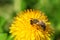 Honeybee on a dandelion