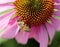 Honeybee in Echinacea