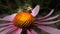 Honeybee on echinacea flower