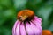 Honeybee on Echinacea flower. The bees construct perennial, colonial nests from wax.