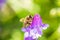 Honeybee, european western honey bee sitting on common vetch or tares flower