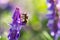 Honeybee, european western honey bee sitting on common vetch or tares flower