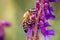 Honeybee, european western honey bee sitting on common vetch or tares flower