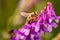 Honeybee, european western honey bee sitting on common vetch or tares flower