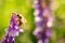 Honeybee, european western honey bee sitting on common vetch or tares flower