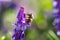 Honeybee, european western honey bee sitting on common vetch or tares flower