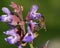 A honeybee feeding on the blossoms of common sage