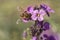 Honeybee feeding on a Erysimum Bowles Mauve wallflower flower head