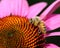 Honeybee feeding on Nectar in Purple Coneflower, Closeup