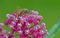 A Honeybee feeding on pink Milkweed Blooms.