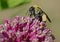 A Honeybee feeding on pink Milkweed Blooms.